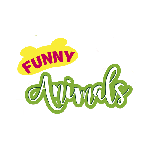 Funny Animals